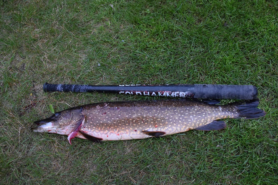 juuson hauki 001.JPG