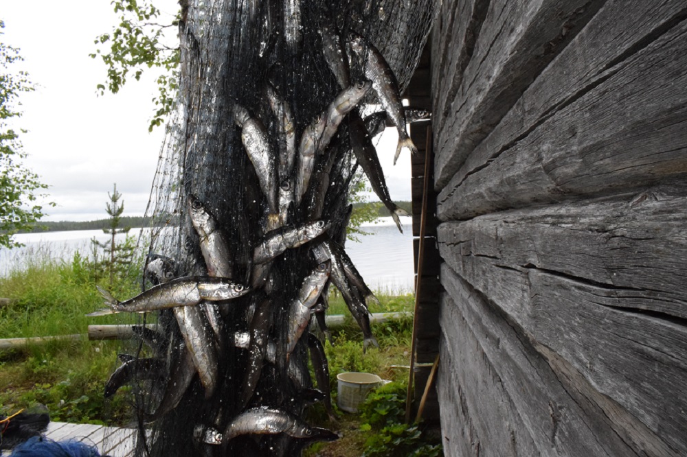 juuson hauki 013.JPG