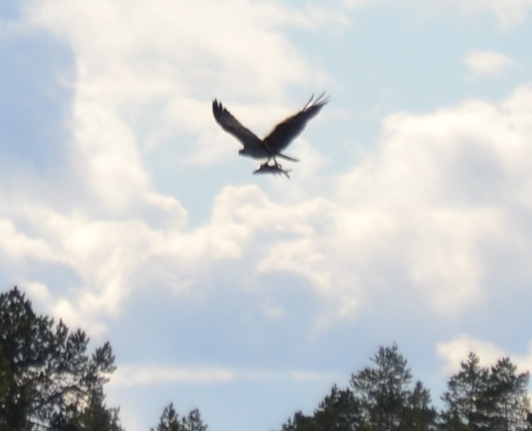 kalasääksi kala kynsissään