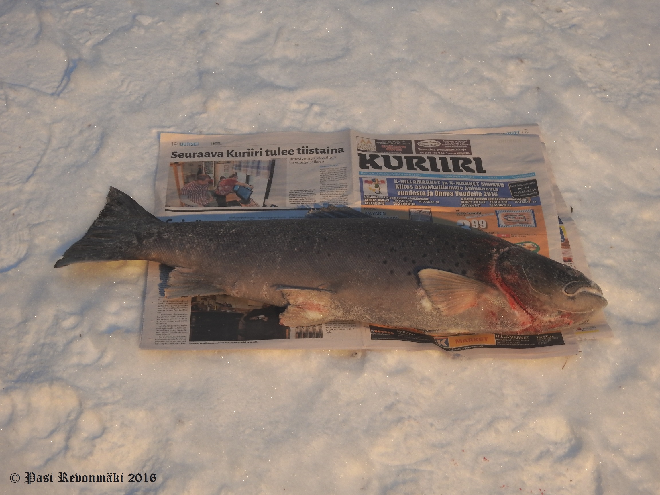 taimen 020116 73cm 5180g 1